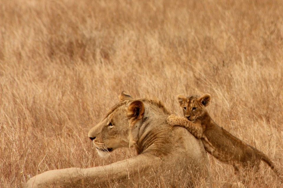 Wild Life Safari